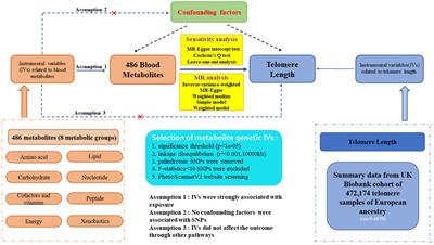 Genetic liability to human serum metabolites is causally linked to telomere length: insights from genome-wide Mendelian randomization and metabolic pathways analysis